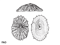 Image of Fissurella barbadensis (Barbados keyhole limpet)