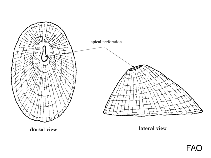 Image of Diodora variegata (Variegate keyhole limpet)