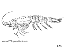 Image of Glyphocrangon robusta 