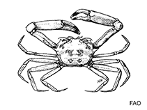 Image of Bathyplax typhlus (Rigid bathyal crab)