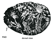 Image of Haliotis planata (Planate abalone)