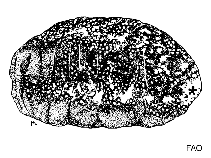 Image of Holothuria floridana (Florida sea cucumber)