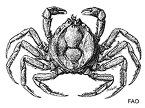 Image of Halicarcinus keijibabai 