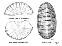 Image of Ischnochiton pusio (Mahogany sea cradle)