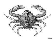 Image of Iliacantha subglobosa (Longfinger purse crab)