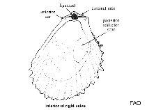 Image of Acesta patagonica (Deep-water coral clam)