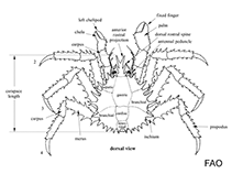 Image of Paralomis formosa (Globose king crab)