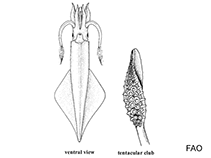 Image of Alloteuthis media (Midsize squid)
