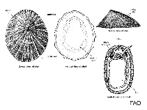 Image of Patelloida corticata (Encrusted limpet)