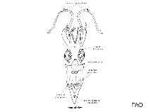 Image of Selenoteuthis scintillans (Shining firefly squid)