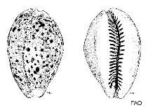 Image of Lyncina lynx (Lynx cowrie)