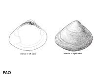 Image of Mactra cuneata (Wedge trough shell)