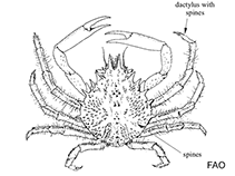 Image of Macrocoeloma trispinosum (Spongy decorator crab)