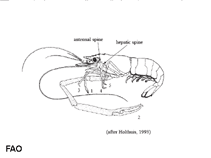 Image of Macrobrachium lar (Monkey river prawn)