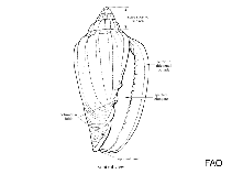 Image of Glabella denticulata (Toothed marginella)