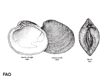 Image of Mercenaria campechiensis (Southern hardshell clam)