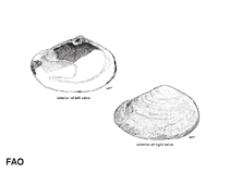 Image of Meropesta capillacea (Maidenhair mactra)