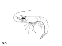 Image of Metapenaeopsis mogiensis (Mogi velvet shrimp)