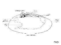 Image of Mesodesma mactroides (Yellow clam)