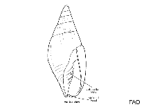 Image of Imbricaria conus 