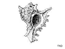 Image of Hexaplex trunculus (Banded dye-murex)