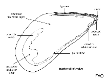 Image of Rhomboidella radians 