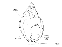 Image of Nassarius livescens (Nassa mud shell)
