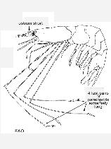 Image of Nematocarcinus africanus (African spider shrimp)