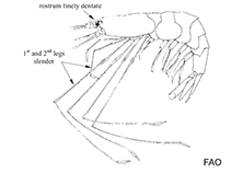 Image of Nematocarcinus cursor 