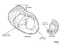 Image of Neritina punctulata 