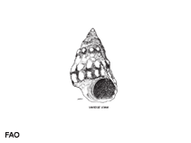 Image of Nodilittorina pyramidalis (Pyramidal prickly-winkle)