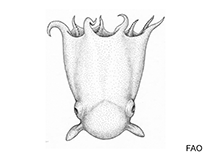 Image of Opisthoteuthis californiana (Flapjack octopus)