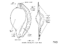 Image of Simnia acicularis (Sharp shuttle shell)