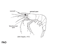 Image of Palaemon concinnus (Mangrove prawn)