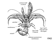 Image of Pagurus bernhardus (Common hermit crab)