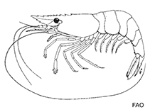 Image of Periclimenaeus jeancharcoti 