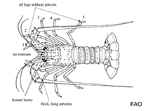 Image of Palinustus holthuisi 