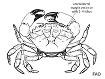 Image of Panopeus obesus (Saltmarsh mud crab)