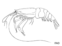 Image of Pasiphaea merriami (Ghost comb shrimp)