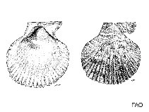 Image of Mesopeplum convexum (Wavy fan shell)