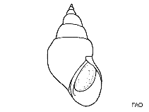 Image of Tricolia tenuis 