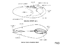 Image of Martesia cuneiformis (Wedge piddock)