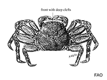 Image of Plagusia integripes 