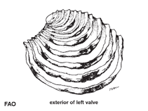 Image of Placamen tiara (Tiar venus)