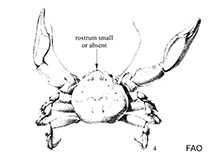 Image of Pachycheles rugimanus (Sculptured porcelain crab)