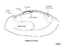 Image of Sanguinolaria sanguinolenta (Atlantic sanguin)