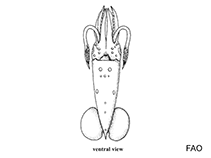 Image of Pterygioteuthis gemmata (Jewel fire squid)