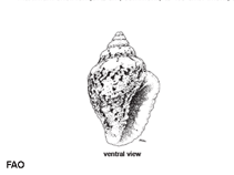 Image of Pyrene scripta (Dotted dove shell)