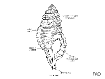 Image of Linatella caudata (Ringed triton)
