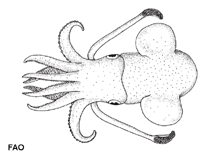 Image of Rossia pacifica (North Pacific bobtail)